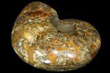 Honey-Orange Ammonite (Argonauticeras) - Befandriana, Madagascar #113123-1